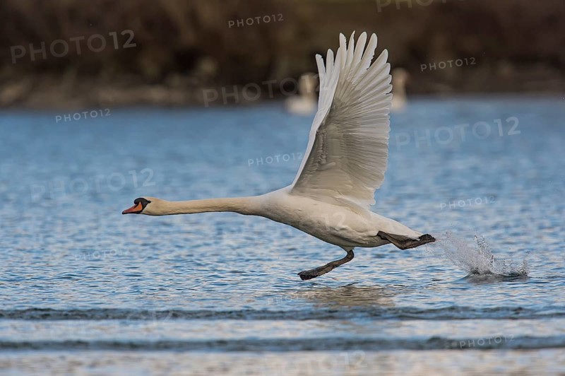 Mute Swan (Cygnus olor), Upper Austria, Austria, Europe