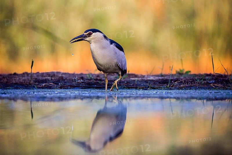 Black crowned night heron (Nycticorax nycticorax) at the water's edge in the sunrise, Pusztaszer, Hungary, Europe