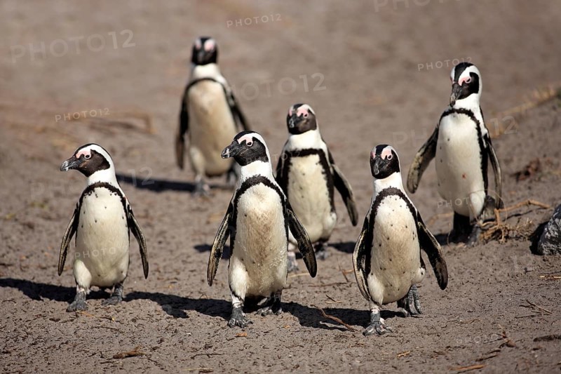 African penguin (Spheniscus demersus), Betty's Bay, South Africa, Africa