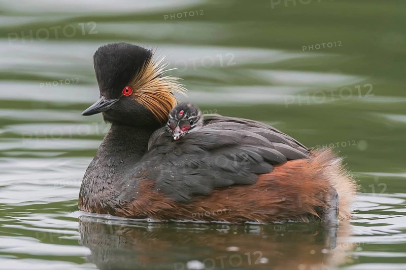 Black-necked Grebe (Podiceps nigricollis) with young bird in plumage on the back, swims in the water, Bavaria, Germany, Europe