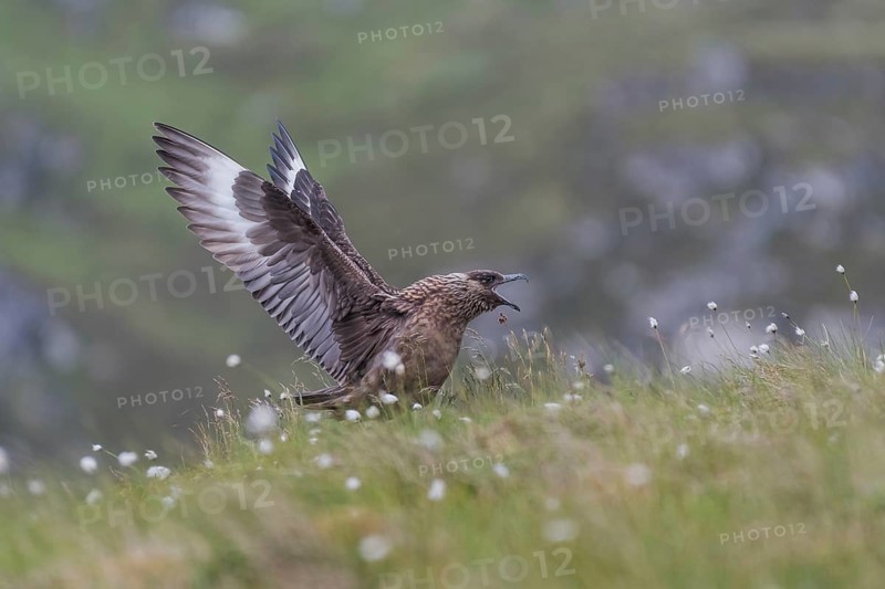 Great Skua (Stercorarius skua), calling, Runde Island, Norway, Europe