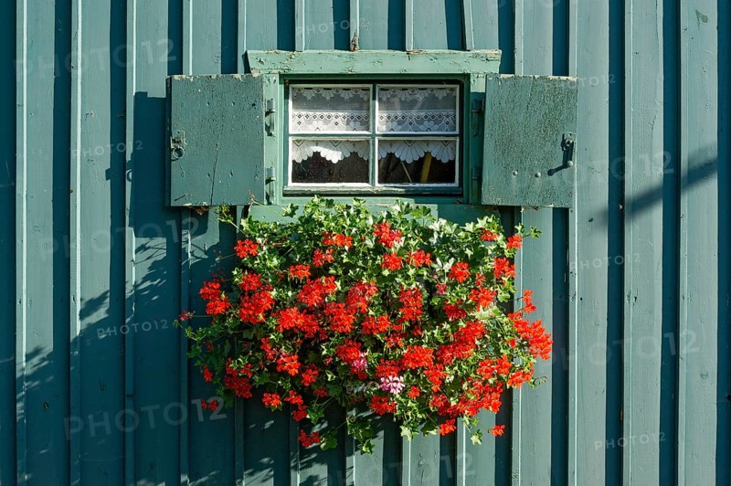 Window with shutters and flower box with geraniums (Pelargonium spec.) in old colourfully painted wooden hut, historic Simmerding boatyard, boathouses, Starnberg on Lake Starnberg, Upper Bavaria, Bavaria, Germany, Europe