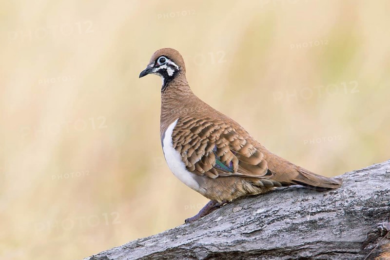 Squatter Pigeon (Geophaps scripta scripta), Queensland, Australia, Oceania