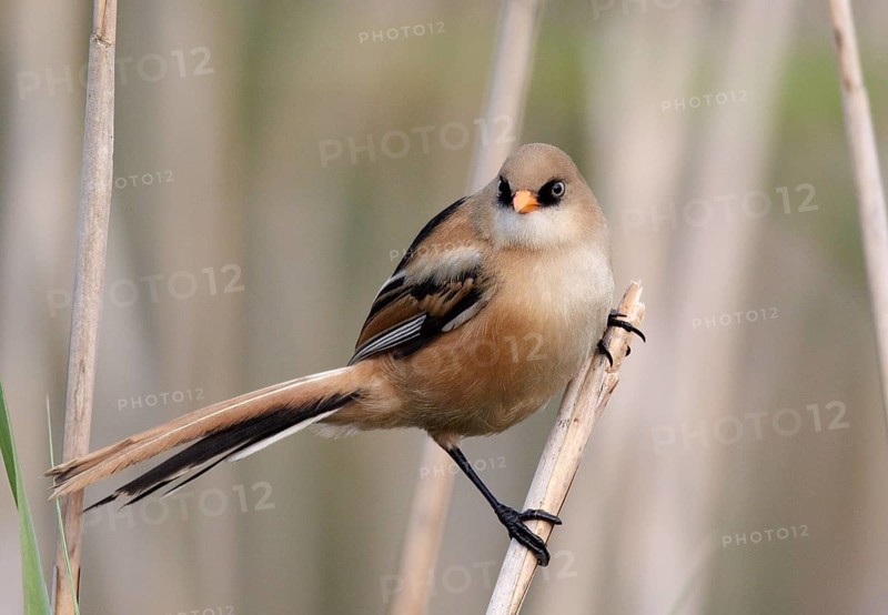 Bearded Reedling (Panurus biarmicus) juvenile, Mecklenburg-Western, Pomerania, Germany, Europe