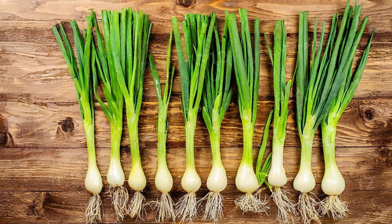Vegetable, spring onion or spring onion, also known as winter onion, Allium fistulosum