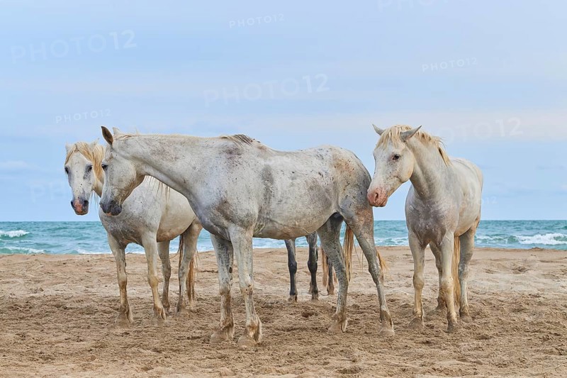 White Camargue horses on the beach under a cloudy sky, Camargue, France, Europe