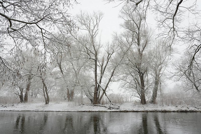 Winter landscape by a river, willows (Salix) and alders (Alnus) on the bank in dense snowfall, North Rhine-Westphalia, Germany, Europe