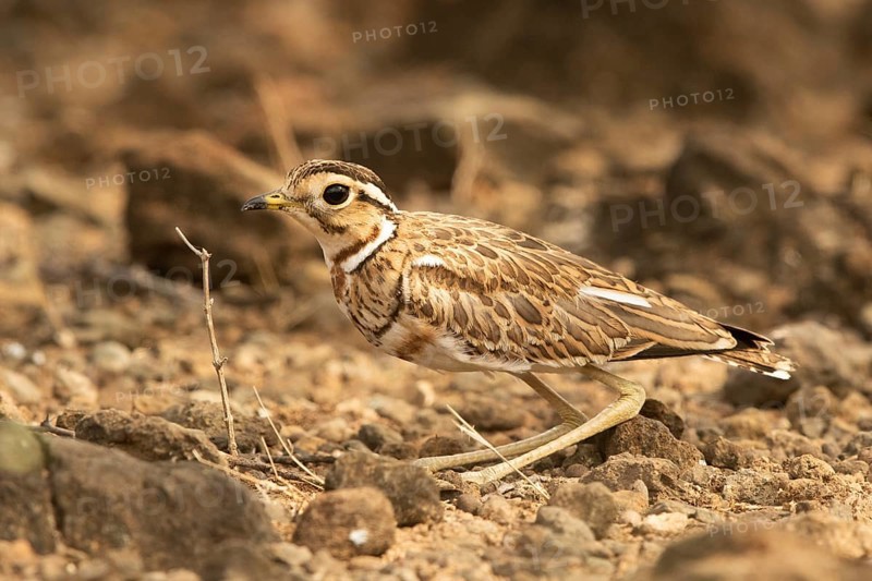 Three-banded Courser (Rhinoptilus cinctus), Kakamega Forest, Kenya, Africa
