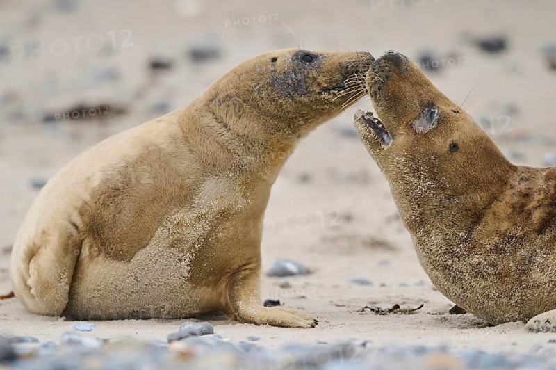 Grey seal (Halichoerus grypus) playing with each other on the beach, Düne, Helgoland, Schleswig-Holstein, Germany, Europe