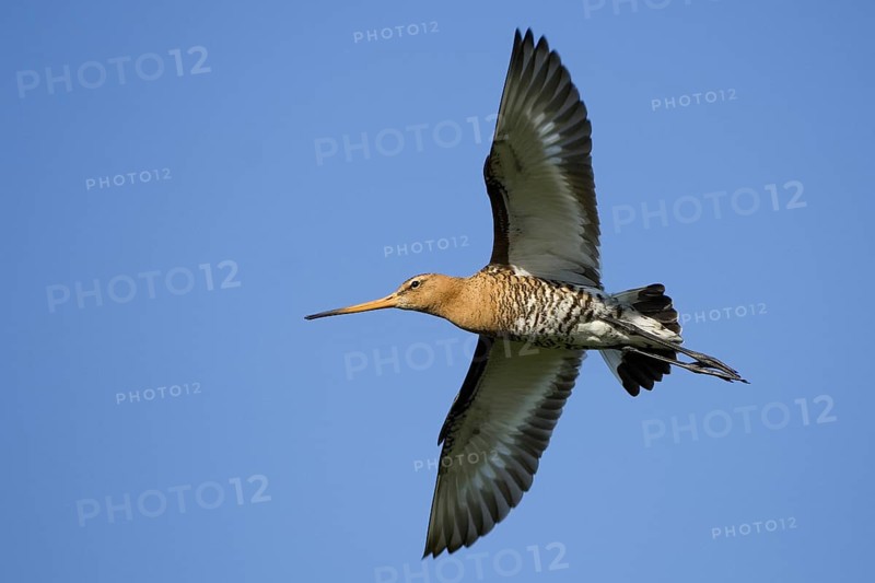Black-tailed Godwit (Limosa limosa) flying, Texel, Netherlands