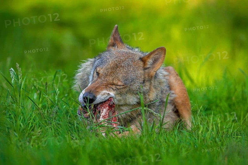 Eurasian wolf, grey wolf (Canis lupus lupus) gnawing on meat and bone of its prey in grassland, meadow