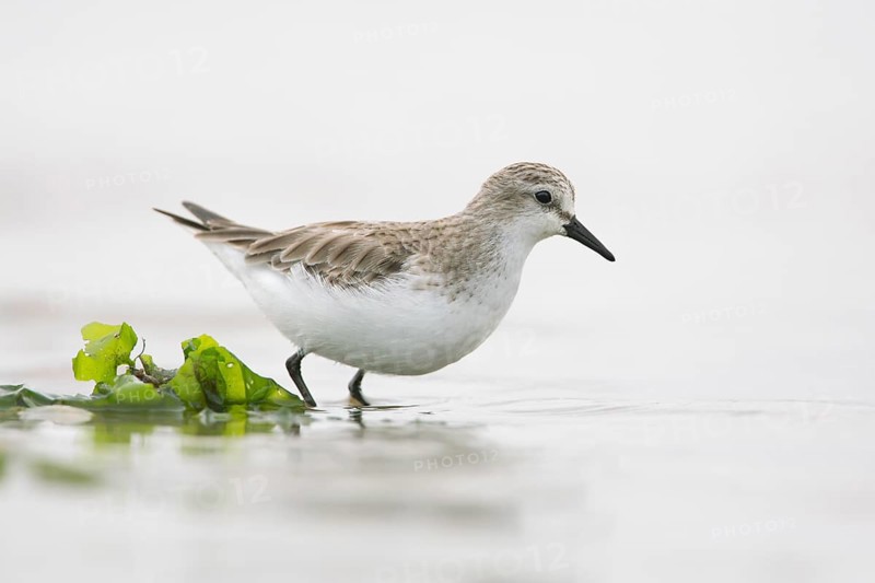 Red-necked Stint (Calidris ruficollis) foraging, Victoria, Australia, Oceania