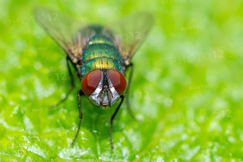 Macro photograph of an iridescent blow fly (Calliphoridae) with red eyes on a green leaf, Ternitz, Lower Austria, Austria, Europe