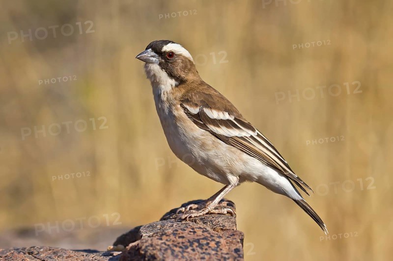 White-browed Sparrow-Weaver (Plocepasser mahali) perched on a stone, Ethosha, Namibia, Africa