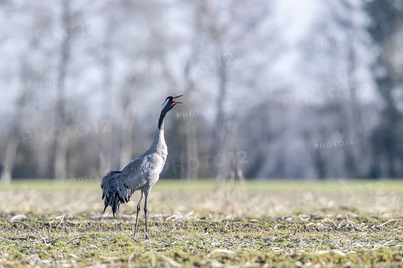 Crane (Grus grus), Emsland, Lower Saxony, Germany, Europe