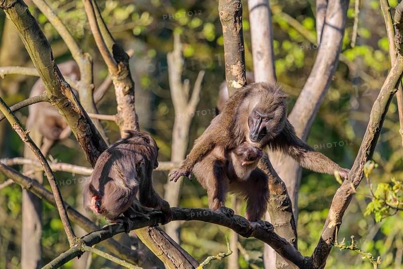 An adult female mandrill (Mandrillus leucophaeus) is standing with her baby high up in a tree on a branch, fighting with another female. A green forest can be seen in the background