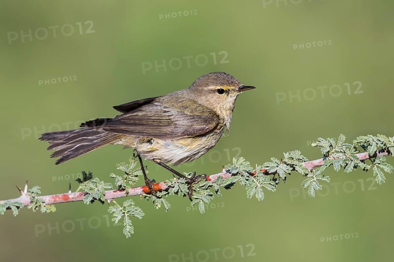 Common Chiffchaff (Phylloscopus collybita), Eilat, Israel, Asia