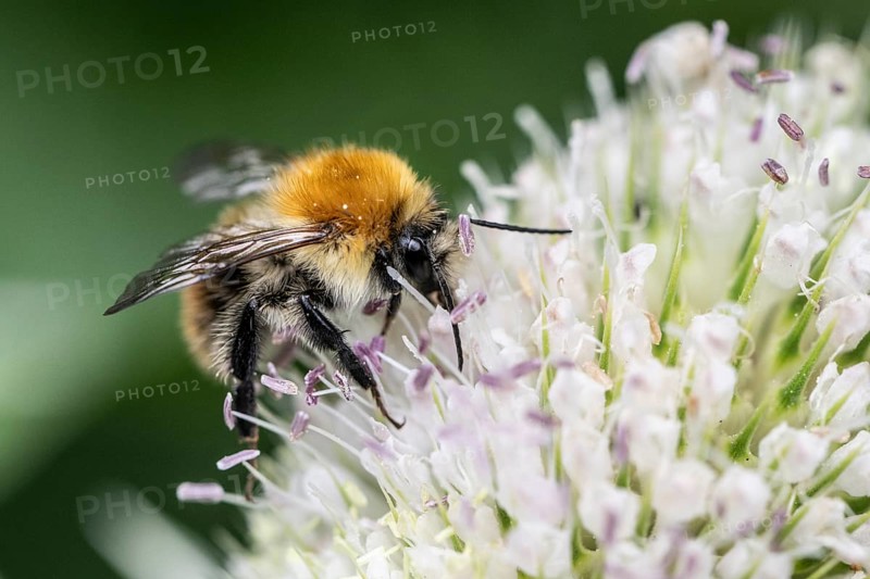 Early bumblebee (Bombus pratorum) on teasel (Dipsacus sylvestris), Emsland, Lower Saxony, Germany, Europe