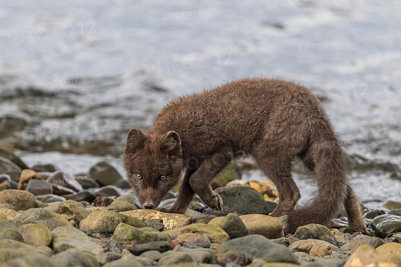 Dark arctic fox (Vulpes lagopus) walks over stones by the sea, curious, East Fjords, Iceland, Europe