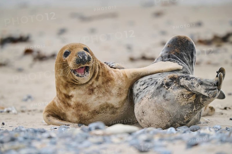 Grey seal (Halichoerus grypus) playing with each other on the beach, Düne, Helgoland, Schleswig-Holstein, Germany, Europe