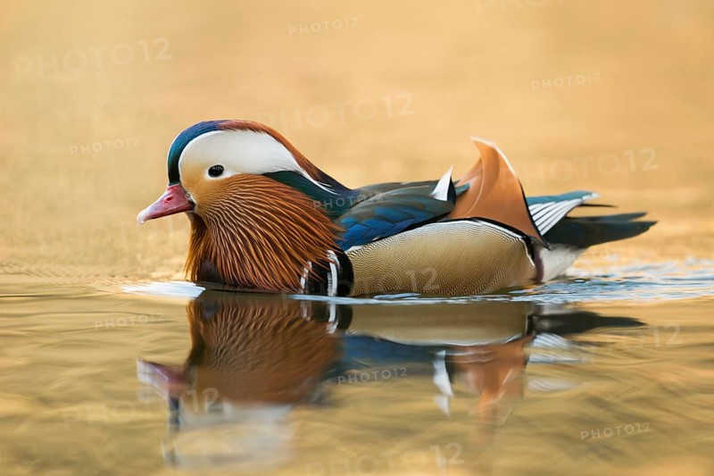 Mandarin Duck (Aix galericulata) male, North Rhine-Westphalia, Germany, Europe
