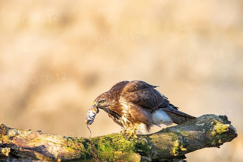 Common buzzard (Buteo buteo) Germany