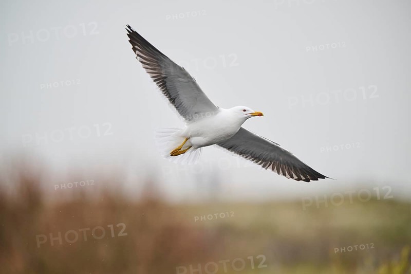 Yellow-legged gull (Larus michahellis) flying, Düne, Helgoland, Schleswig-Holstein, Germany, Europe