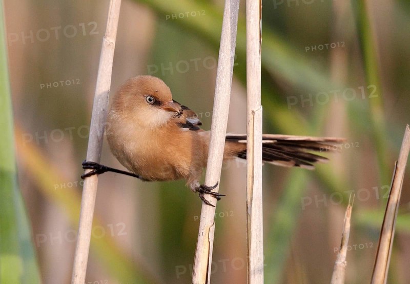 Bearded Reedling (Panurus biarmicus) juvenile, Mecklenburg-Western, Pomerania, Germany, Europe