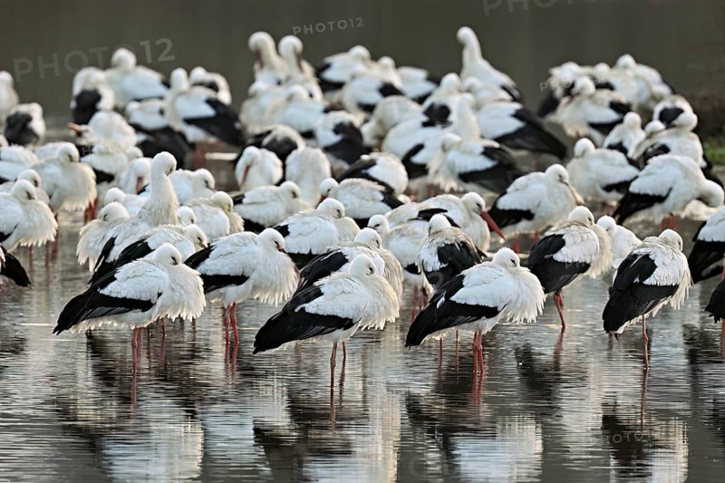 White storks (Ciconia ciconia), large flock roosting in shallow water, Flachsee, Canton Aargau, Switzerland, Europe