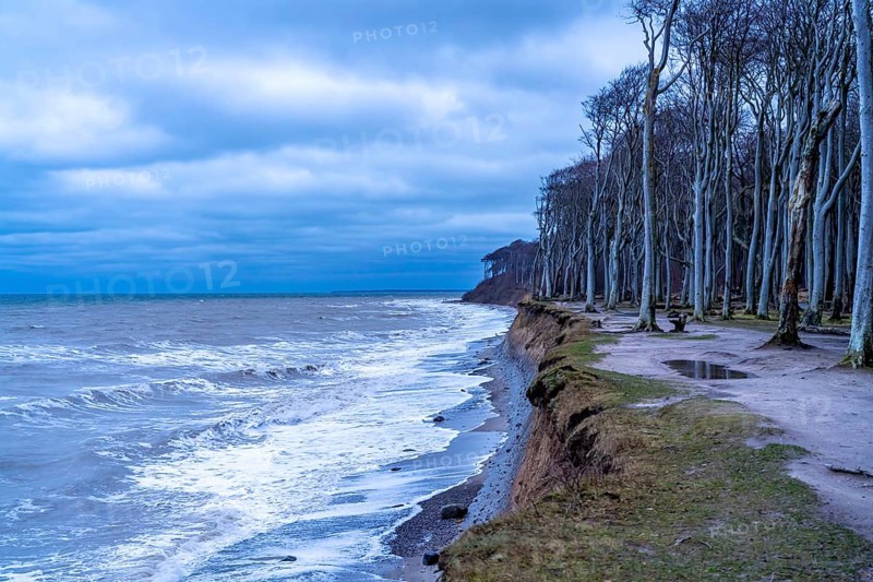 Beach, cliffs and ghostly forest in the Baltic seaside resort of Nienhagen, Mecklenburg-Vorpommern, Germany, Europe