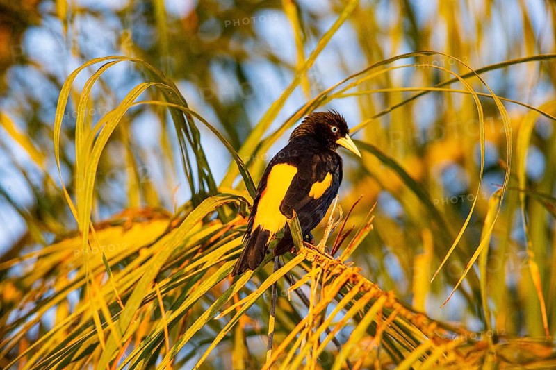 Yellow-rumped cacique (Cacicus cela) Pantanal Brazil
