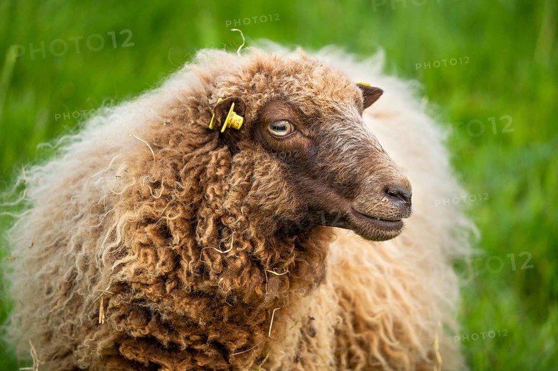 Brown sheep, portrait, Ouessant sheep (Breton dwarf sheep), grazing. Germany