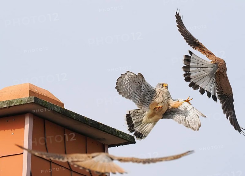 Two male kestrels (Falco tinnunculus) in a territorial dispute over a building, a third Common Kestrel approaching, Hesse, Germany, Europe