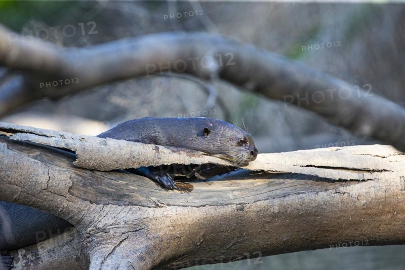 Giant otter (Pteronura brasiliensis) Pantanal Brazil