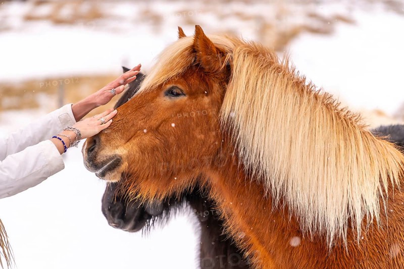 A woman's affection for a brown horse in the cold winter with snow in Iceland, Icelandic horse
