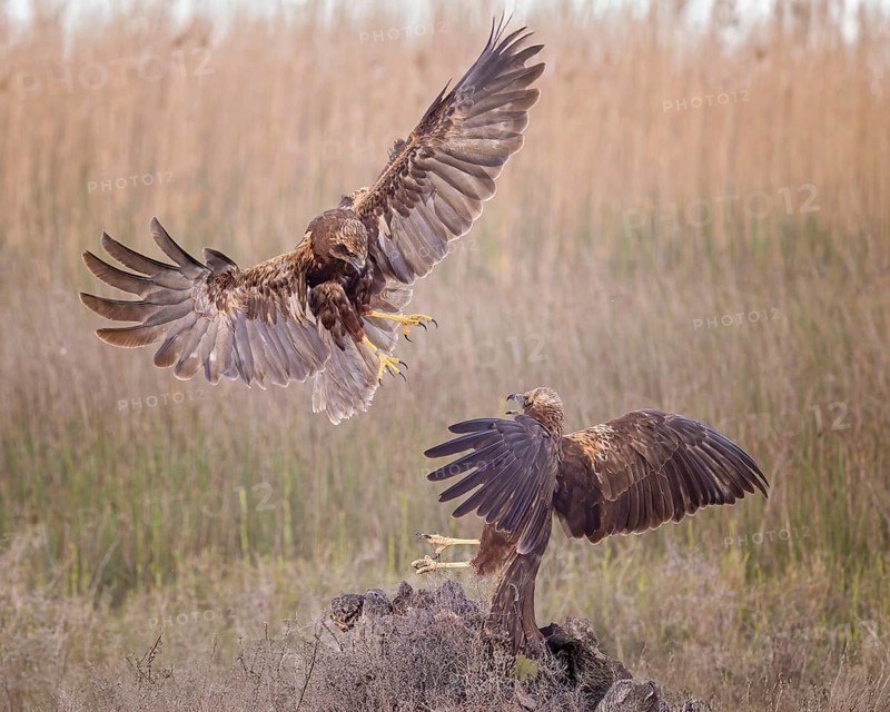 Marsh harrier (Circus aeruginosus) medium-sized bird of prey, female, hunting in reeds, on the hunt, looking for prey, foraging, defending own territory, flying, wingspan, Toledo, Spain, Europe