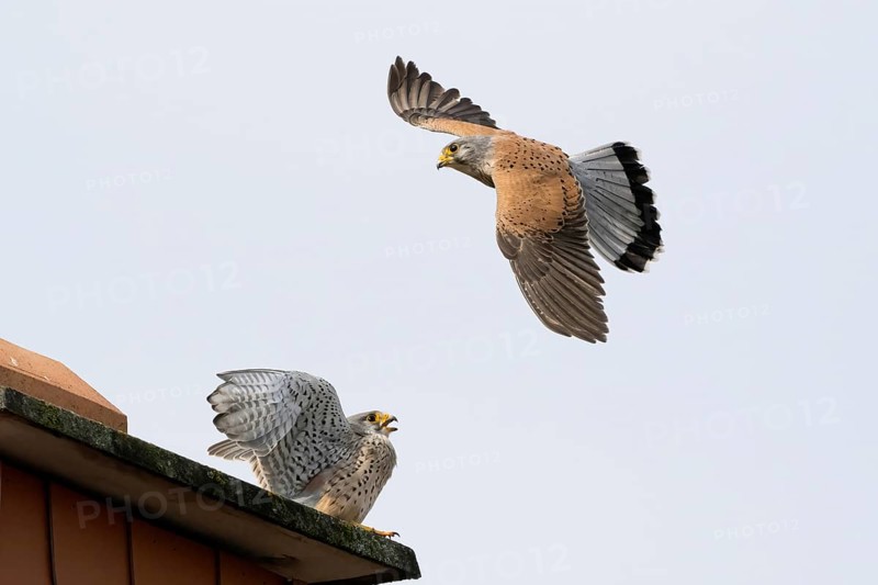 Attack of a male tower hawk (Falco tinnunculus) on a second hawk sitting on the roof of a building, Hesse, Germany, Europe