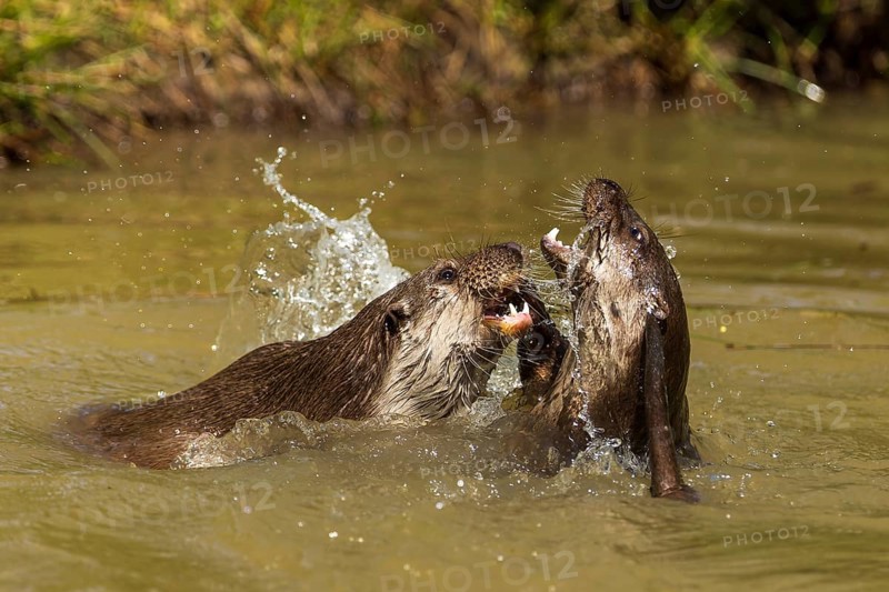 Two otters engage playfully in the water, splashing water visible, European otter (Lutra lutra), Germany, Europe