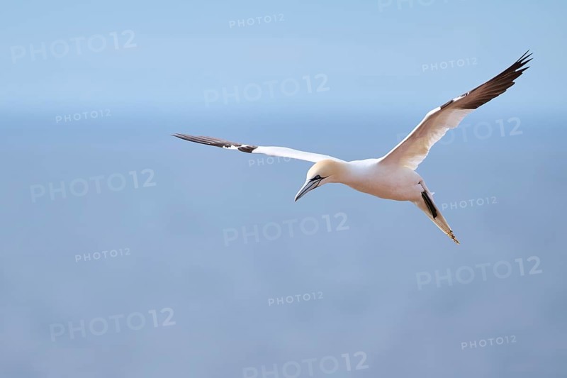 Northern gannet (Morus bassanus) flying over the sea, wildlife, Helgoland, Germany, Europe