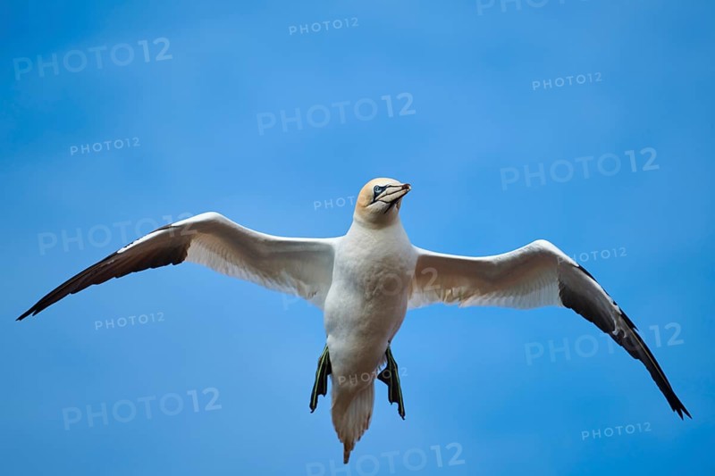 Northern gannet (Morus bassanus) flying in the sky, wildlife, Helgoland, Germany, Europe