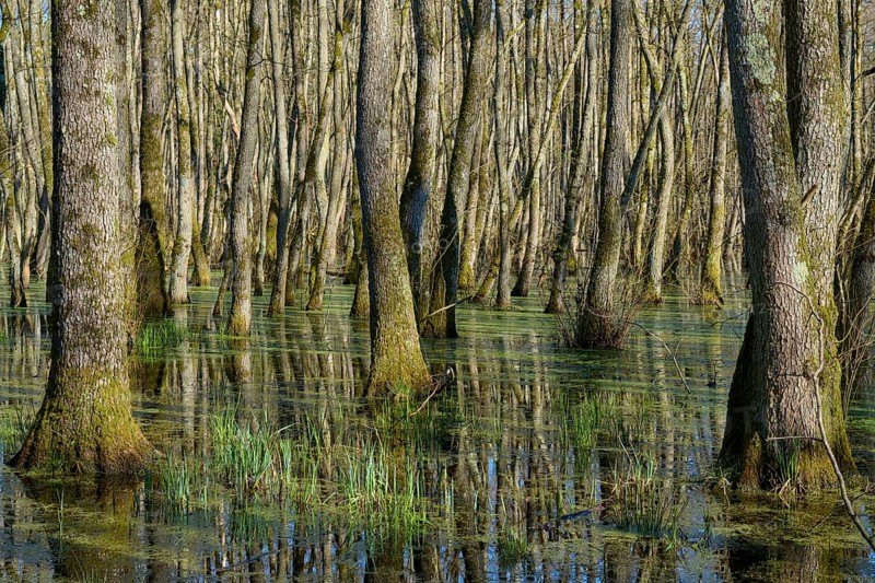Riparian forest dense accumulation of trees in swampy forest water, alders, spring, nature reserve Rote Lache by Wolfgang, Wolfgang, Hanau, Hesse, Germany, Europe