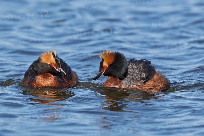 Horned Grebe (Podiceps auritus), Oulu, Finland, Europe