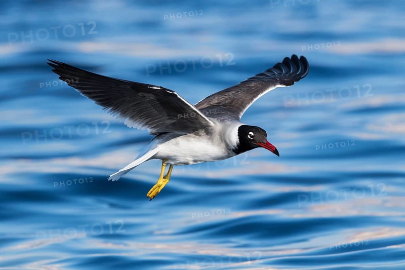 White-eyed Gull (Ichthyaetus leucophthalmus) flying, Eilat, Israel, Asia