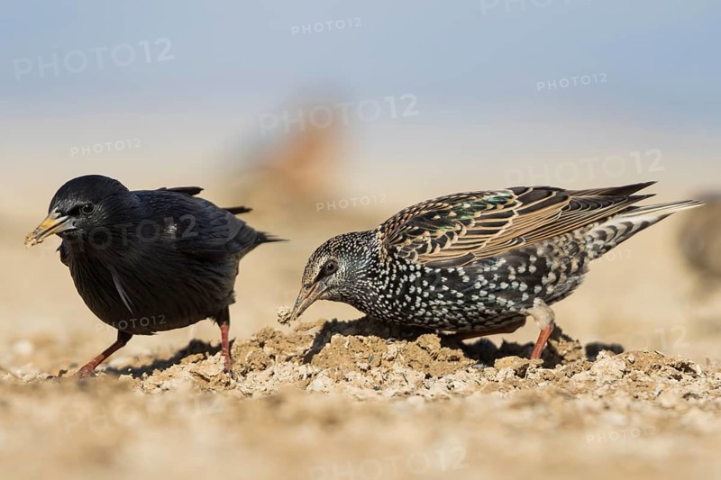 Common Starling - Star - Sturnus vulgaris ssp. vulgaris, Spain, with Spotless Starling, Europe