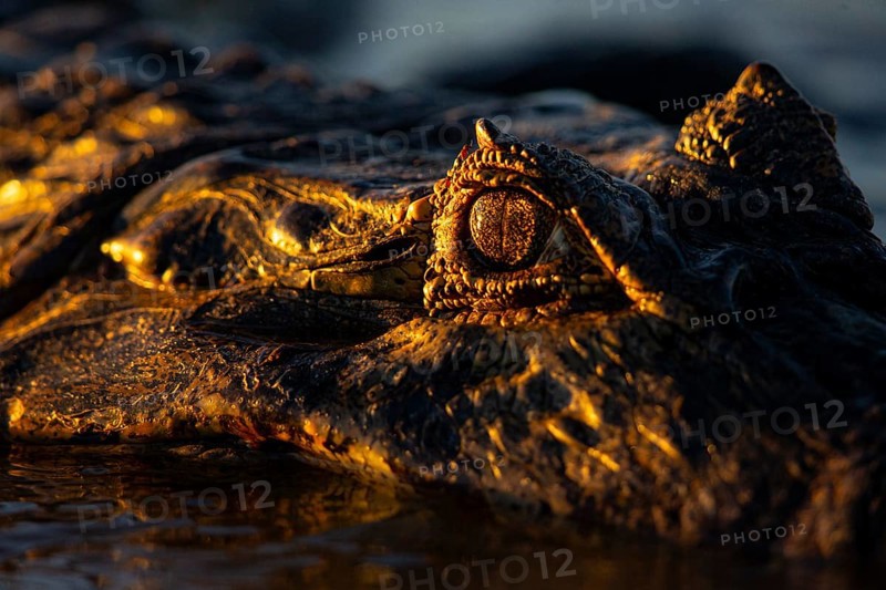 Spectacled caiman (Caiman crocodilius) Pantanal Brazil