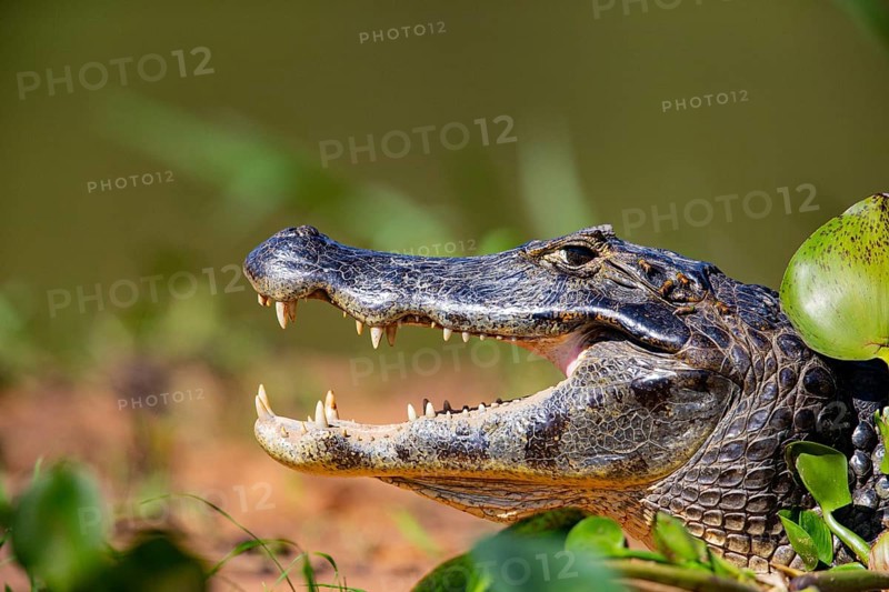 Spectacled caiman (Caiman crocodilius) Panatanal Brazil