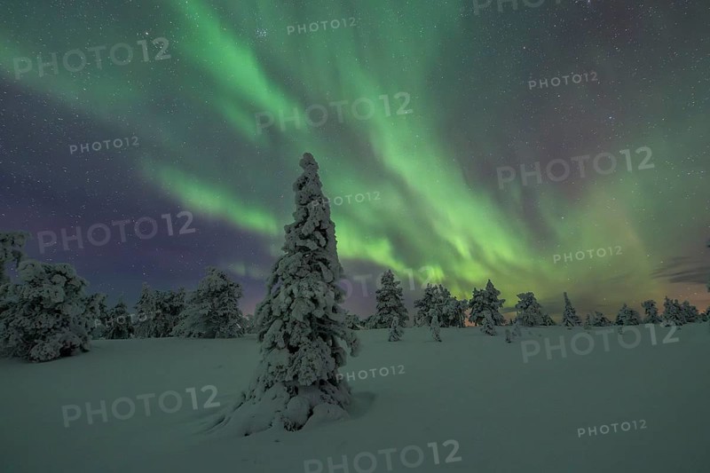 Northern lights over winter landscape, snow-covered trees, Riisitunturi National Park, Posio, Lapland, Finland, Europe