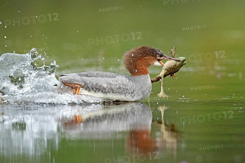 Common merganser. Mergus merganser. A female caught a bull frog and swims fast to escape from a another hungry merganser. Lake Wapizagonke. La Mauricie national park. Province of Québec. Canada