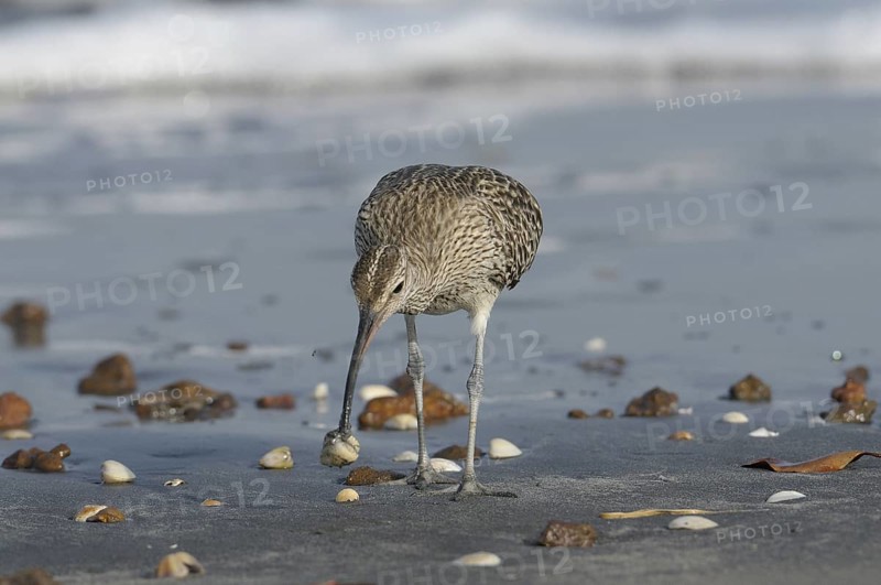 Whimbrel (Numenius phaeopus) foraging, Gambia, Africa