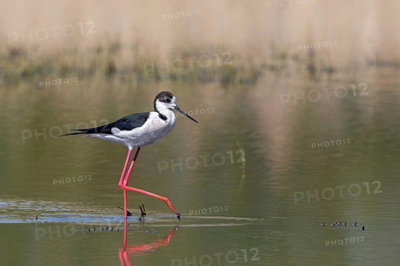 Black-winged stilt (Himantopus himantopus) adult male foraging in shallow water of pond at wetland in spring